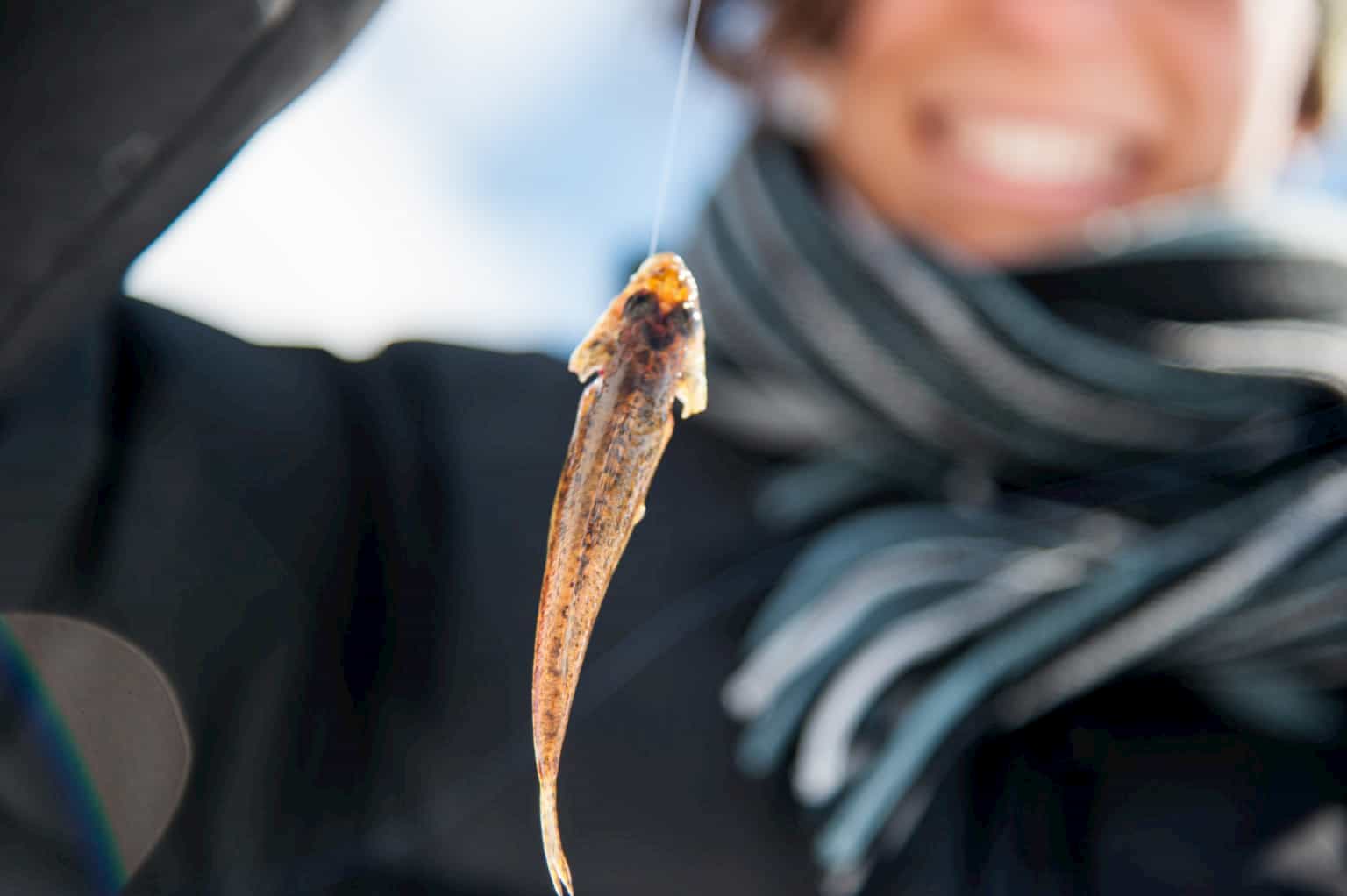 Fish caught by ice fishing and happy woman in the background