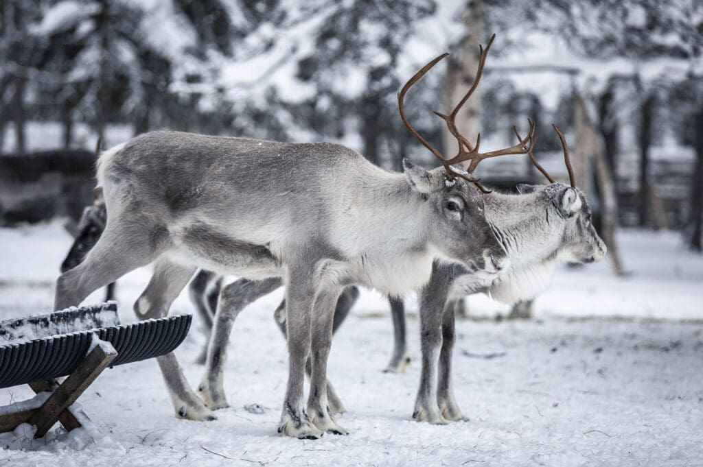 Reindeer on a reindeer farm