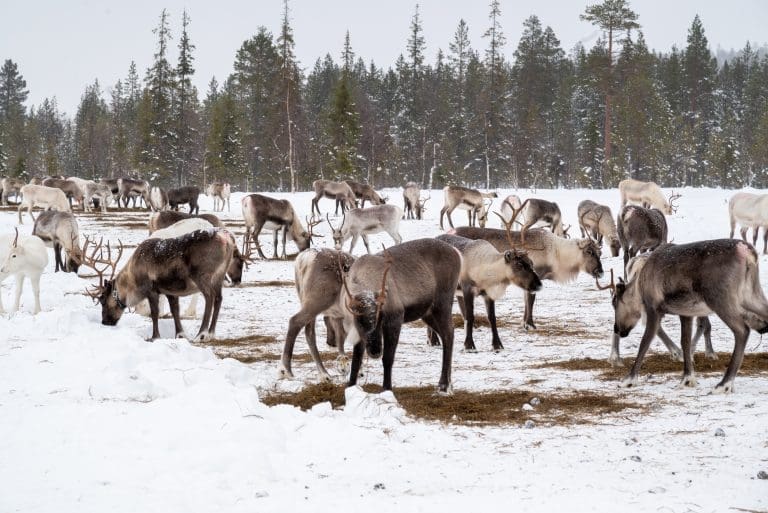 Manada de renos en Laponia